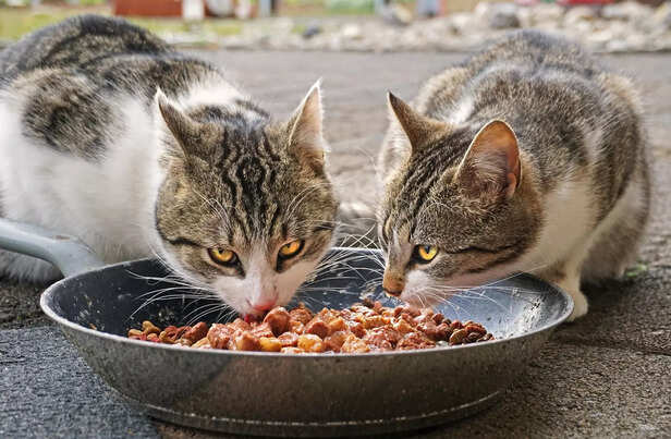 Cats eating