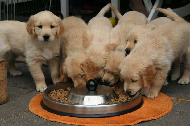 golden retriever puppy ha