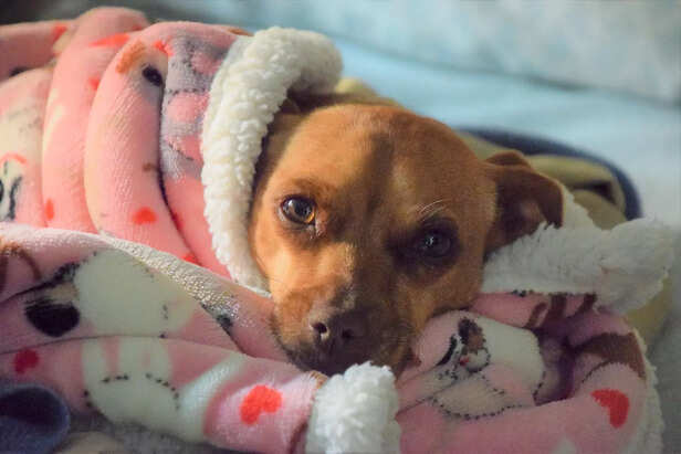 dog wrapped in blanket