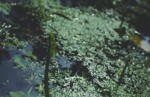 Algae blooms and light is