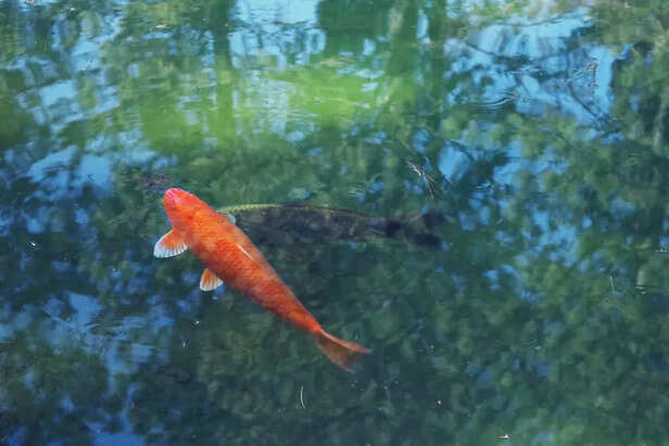 Fish behavior in rainy se