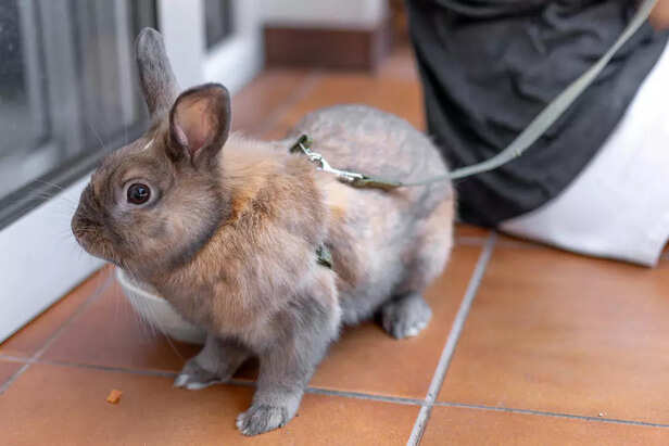 Why Free-Roaming Rabbits 
