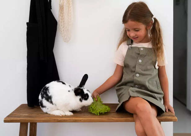 Rabbit-Friendly and Fun
