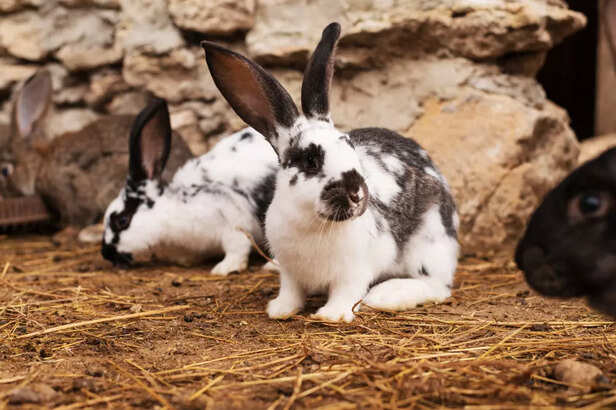 Rabbit’s environment
