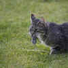 Is Your Cat Trying to Tell You Something? The Hidden Meaning Behind the ...