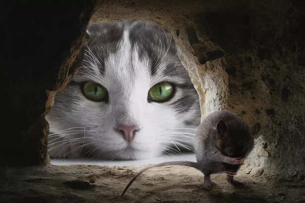 cat and Mouse Hide &amp; 