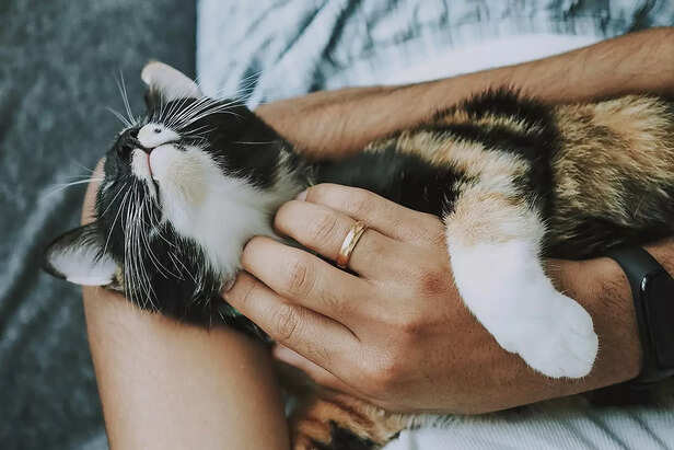 Why Cat is obsessed with 
