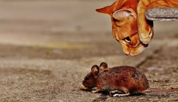 Tom &amp; Jerry Relations