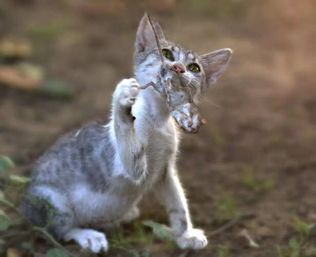 does cat eats mouse