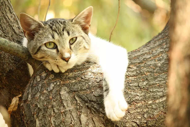 Cat 's reaction