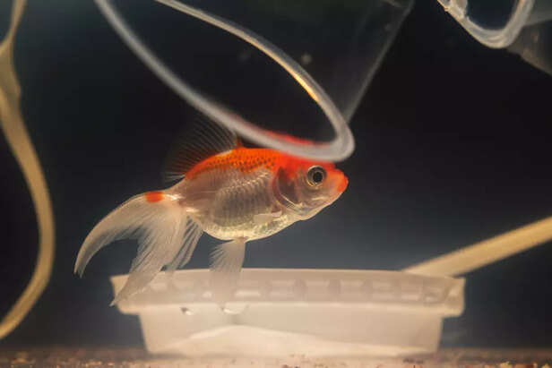 Goldfish Are Classic but 