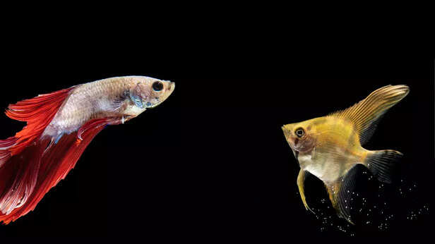 Guppies Win the Battle of