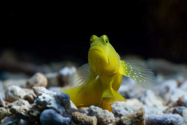 Fish Helps Kids Learn Res