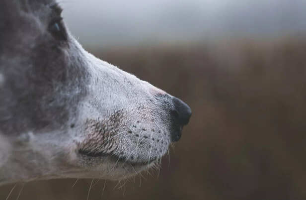 Long nose Dog