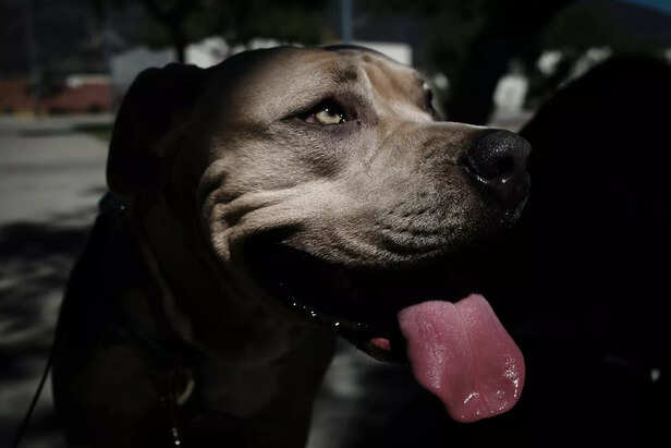 Bloodhound