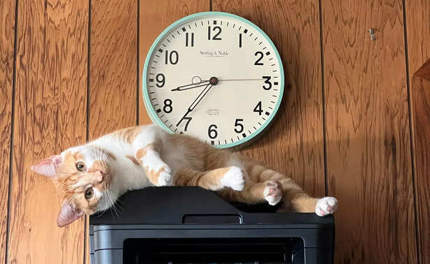 A cat lying with clock be
