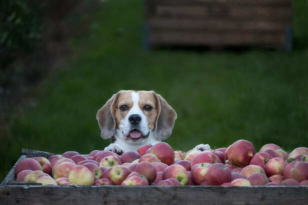 Dog with apples