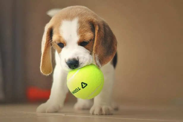 Puppy playing with ball