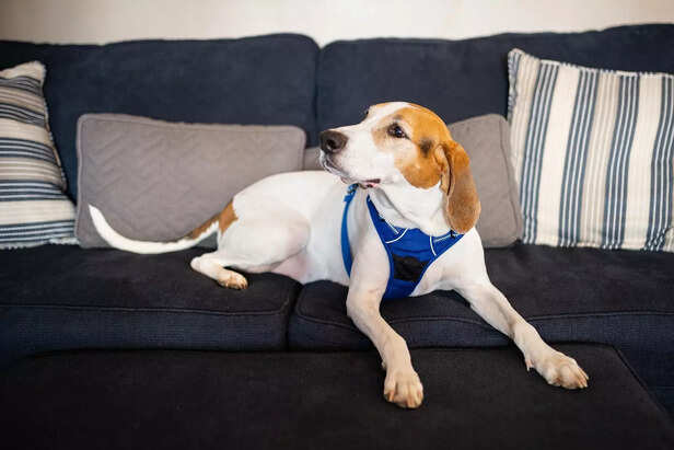 Beagle sitting on couch