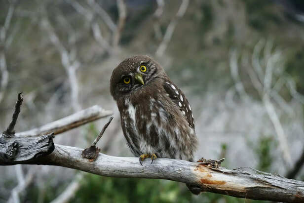 Owl