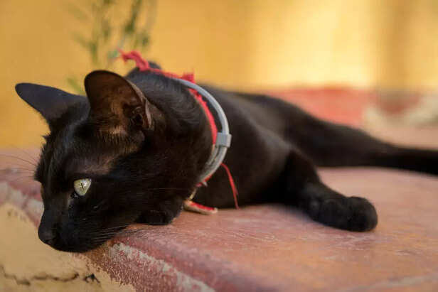 Bombay Cats Bring the Jun