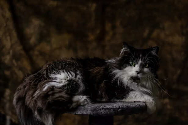 Maine Coons in Black Are 