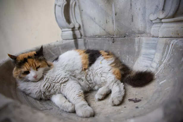 Persian Cats
