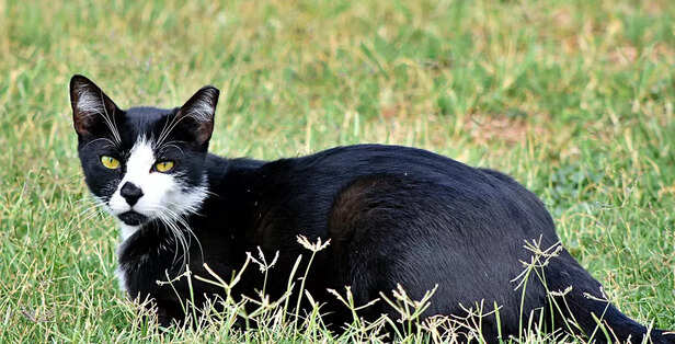 Oriental Shorthairs in Bl