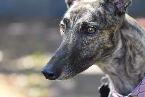 greyhound