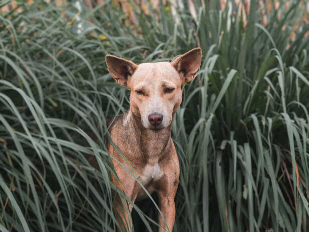 dog walking in grass