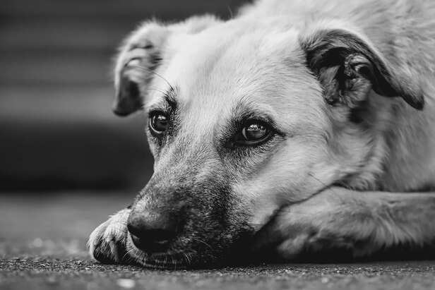 Dog Crying