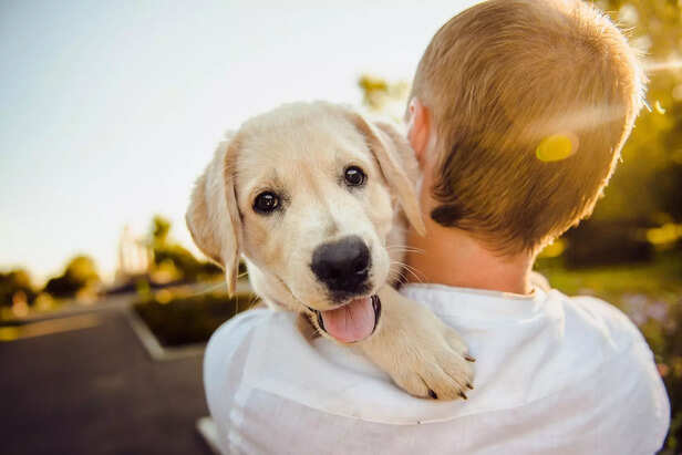 Happy dog with a man