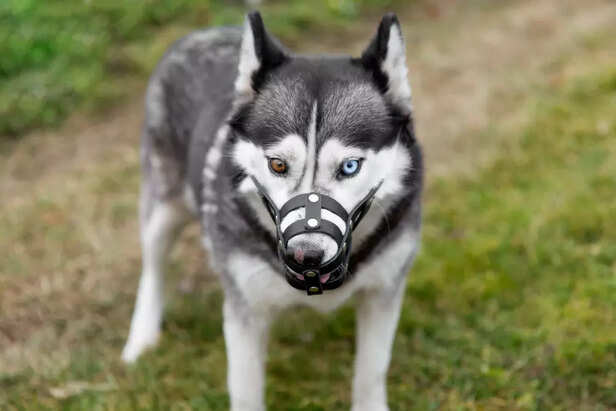Pomsky