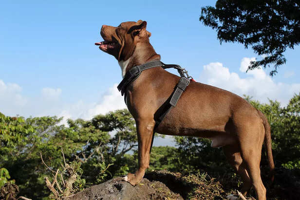 American Pit Bull