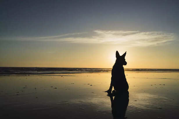 Dogs carry within them a 