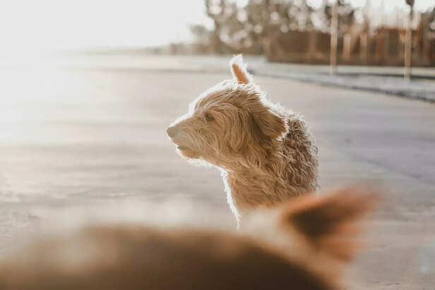 Golden Moments in the Sun