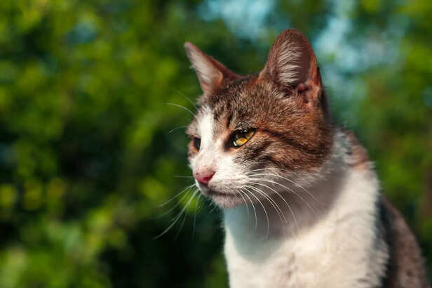 Focused Feline