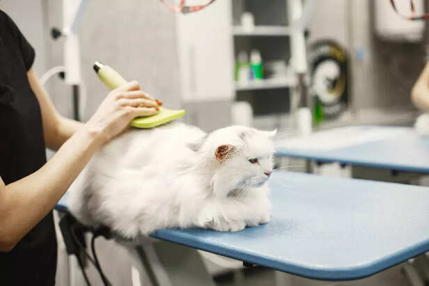 Why cats resist nail trim