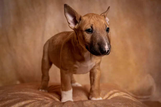 American Hairless Terrier