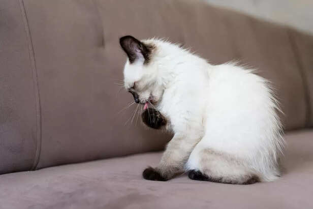 Cat Licking