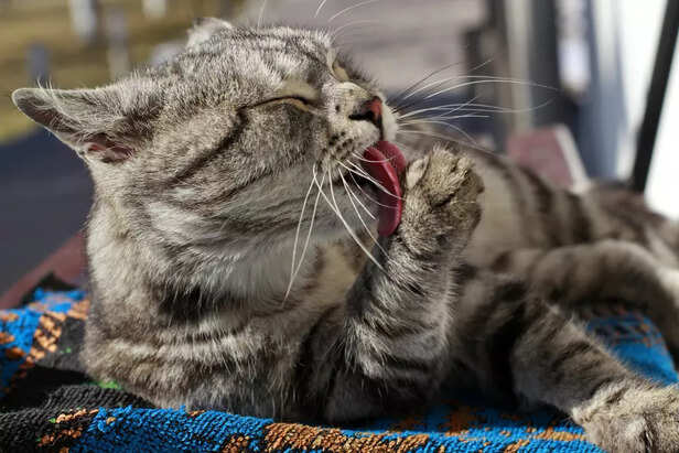Licking Can Signal Underl