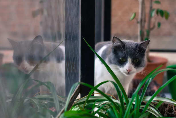 Hiding and Avoiding Inter