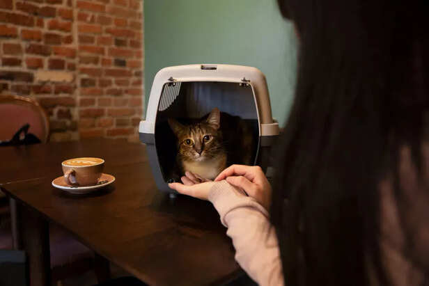 Litter Box Avoidance Can 