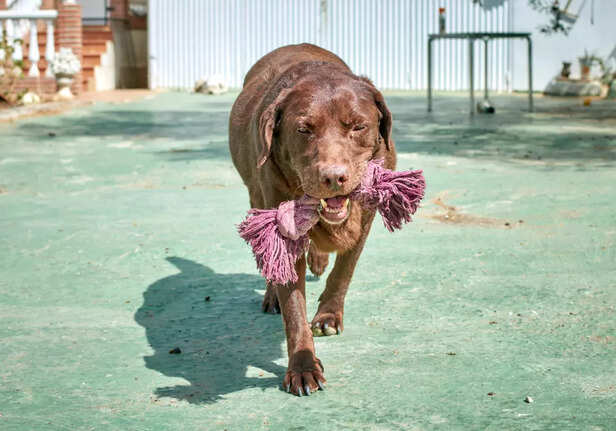 Labradors