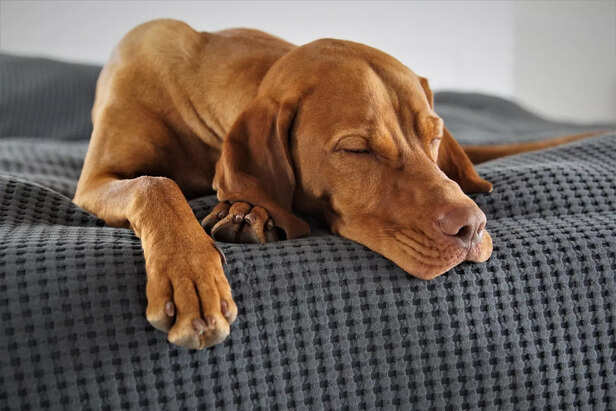 A calm dog