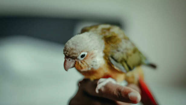 Colorful Conure Calm