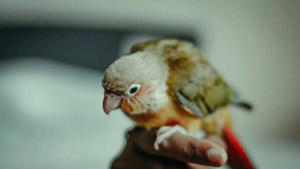 Colorful Conure Calm