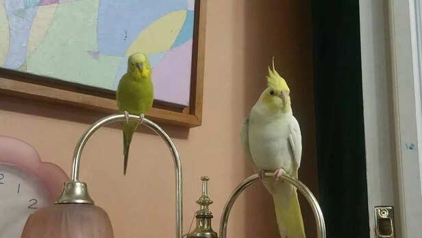 Bright Bird Duo