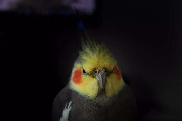 Cockatiel Close-Up