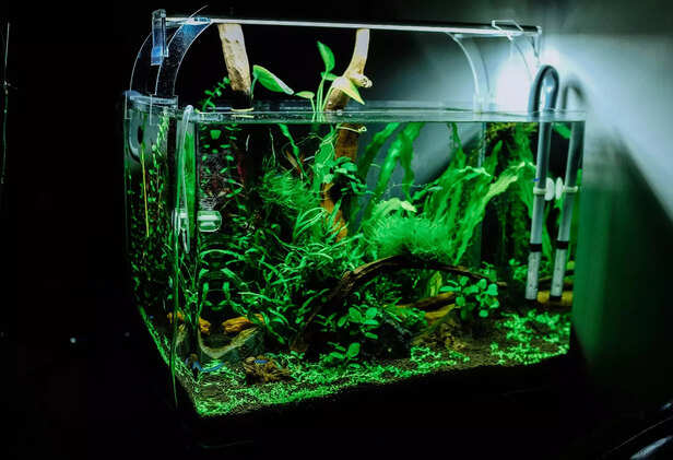 Aquarium Clarity Bliss